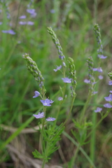 Veronica austriaca jacquinii