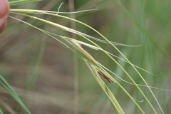 Stipa dasyphylla
