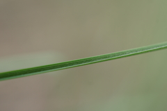 Stipa dasyphylla
