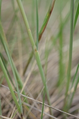 Stipa dasyphylla