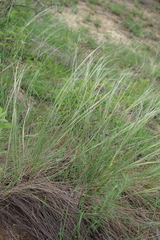 Stipa dasyphylla