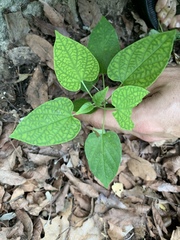 Endodeca serpentaria