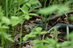 Coluber constrictor foxii