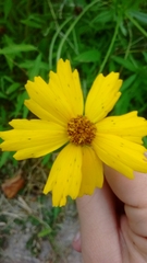 Coreopsis auriculata