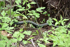 Coluber constrictor foxii