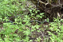 Coluber constrictor foxii