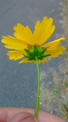 Coreopsis auriculata
