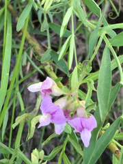 Lathyrus nevadensis