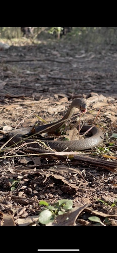 Eastern Brown Snake sighting