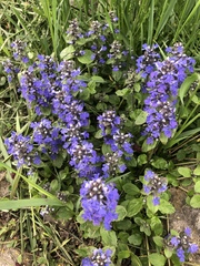 Ajuga reptans
