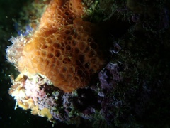 Phorbas fictitius