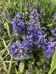 Ajuga reptans