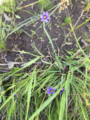 Sisyrinchium idahoense