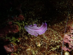 Prostheceraeus roseus