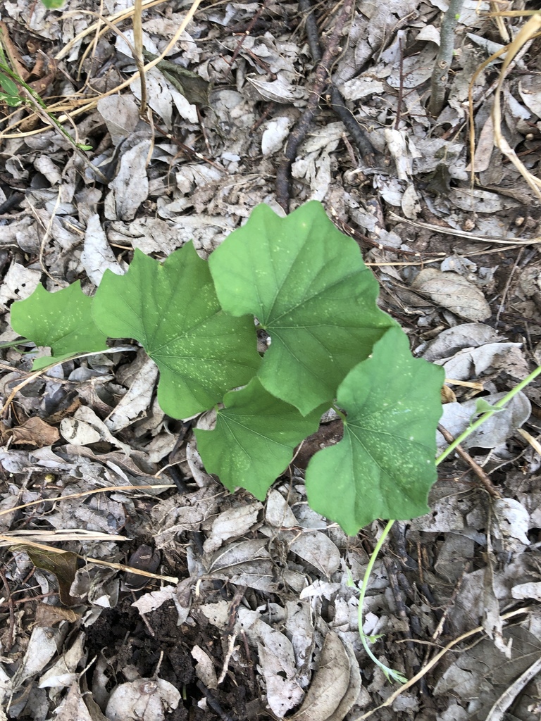 moonseed in May 2019 by Bryan Box · iNaturalist