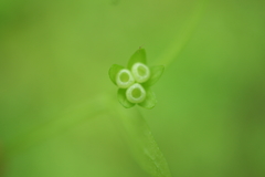 Memoremea scorpioides
