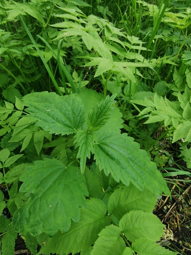 Urtica platyphylla (Urtica platyphylla)