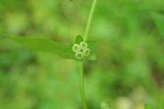Memoremea scorpioides
