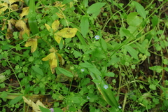 Memoremea scorpioides