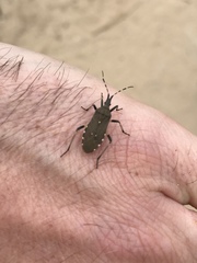 Dicranocephalus agilis