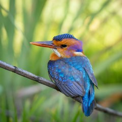 Ispidina picta natalensis