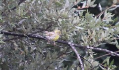 Serinus serinus