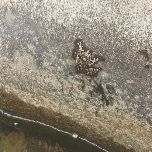 Hainan Sucker Frog, Amolops hainanensis