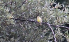 Serinus serinus