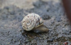 Marmorana serpentina