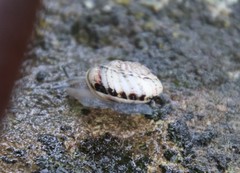 Marmorana serpentina