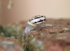Marmorana serpentina