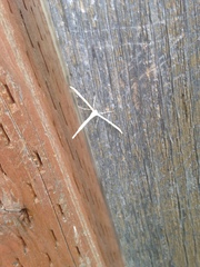 Hellinsia homodactylus