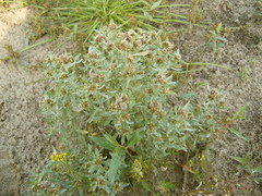 Gnaphalium rossicum