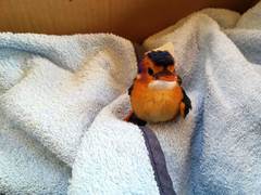 Ispidina picta natalensis