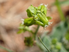 Matelea parviflora