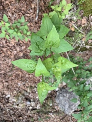 Ageratina havanensis