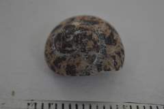 Agathistoma fasciatum