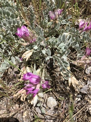 Astragalus utahensis
