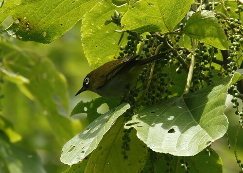 Black-capped White-eye (Zosterops atricapilla), photo 5