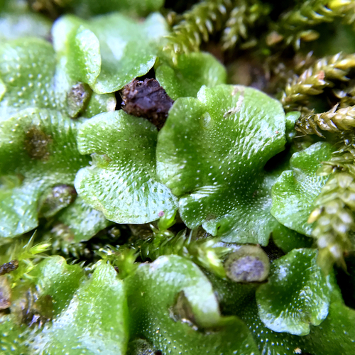 Representative image of Lunulariales