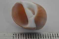Polinices hepaticus