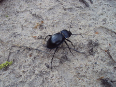 Carabus glabratus