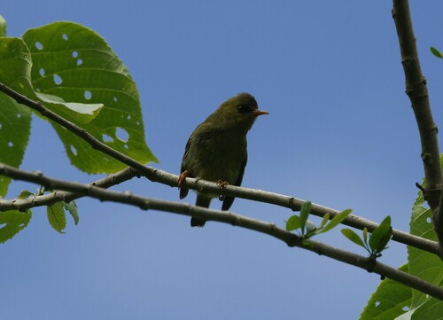 Mountain Blackeye (Zosterops emiliae), photo 9