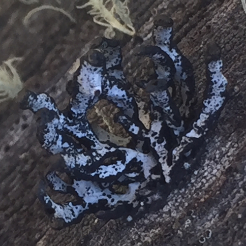 iNaturalist observation photo of Tube Lichens