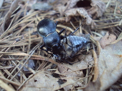 Carabus glabratus