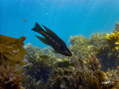 Odax pullus