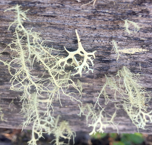 iNaturalist observation photo of Oakmoss