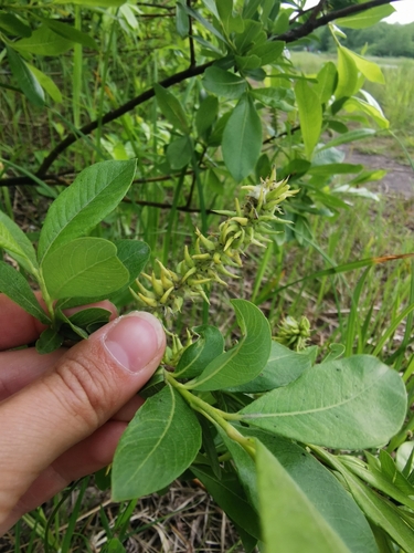 tealeaf willow (Salix pulchra)