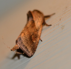 Bellura densa