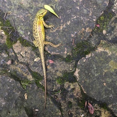 Stenocercus trachycephalus